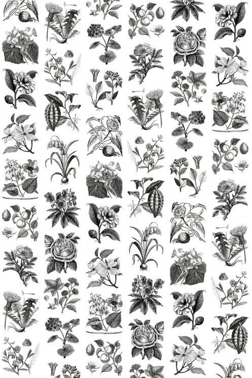 Wandbild Fruit & Flora - Black/ White