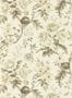 16067_2_Sanderson_Tansy_Bloom_217315-125388