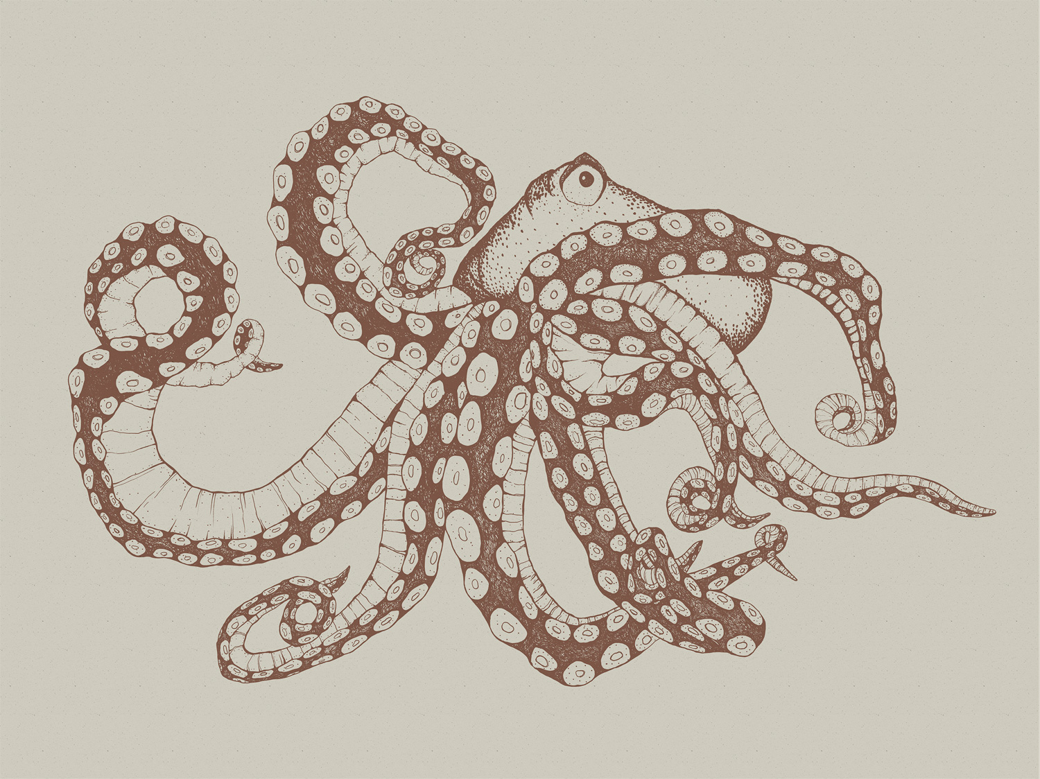 Wandbild Octopus X-Ray - Papirus