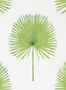 5172_2_sanderson_fan-palm_216636-54535