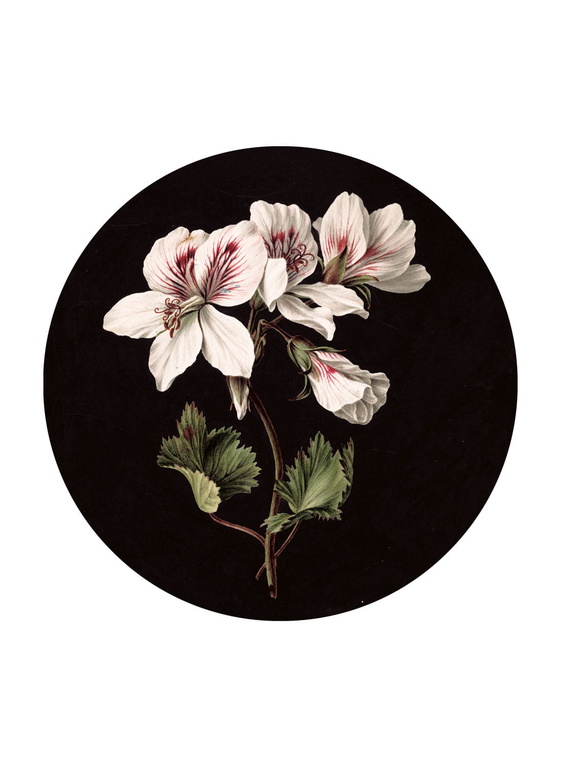 Wandbild White Flowers Circle - M - 1.9m