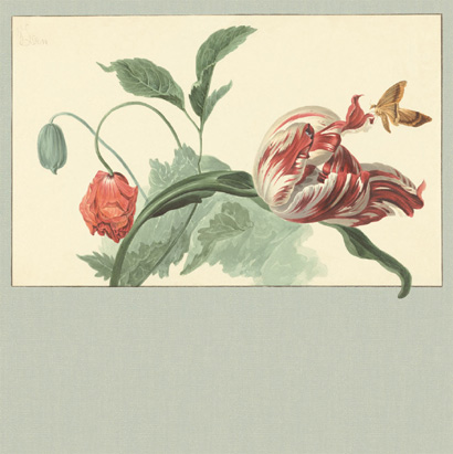 Tapete Tulip and Poppy - 358119