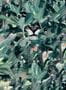 8501_3_Coordonne_Tapete_Hidden_Puma_9500012-70113