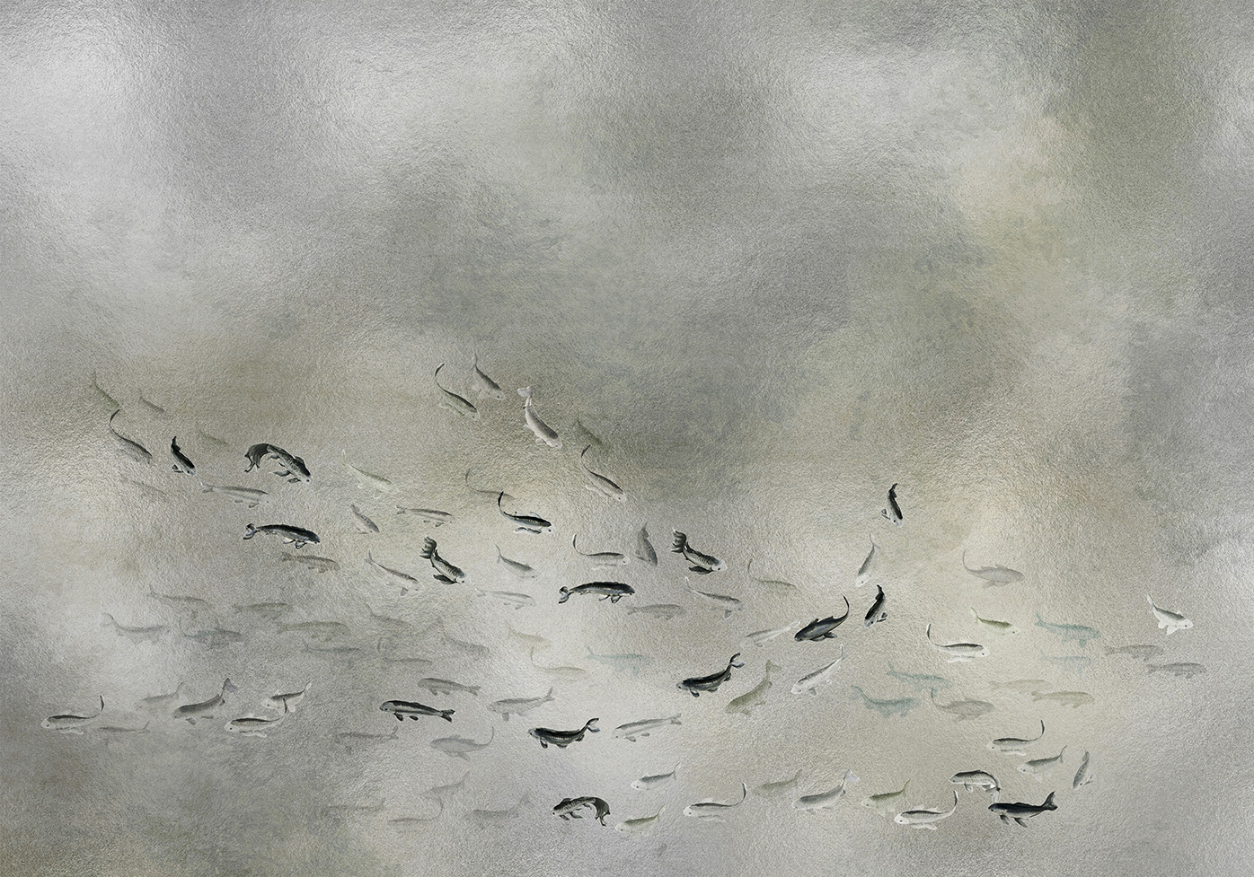 Wandbild Koi Metallics - Silver