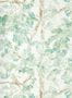 15421_01_Harlequin_Ceiba_113342-195773