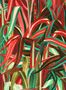 5430_1_Arte_Java_72010-81700