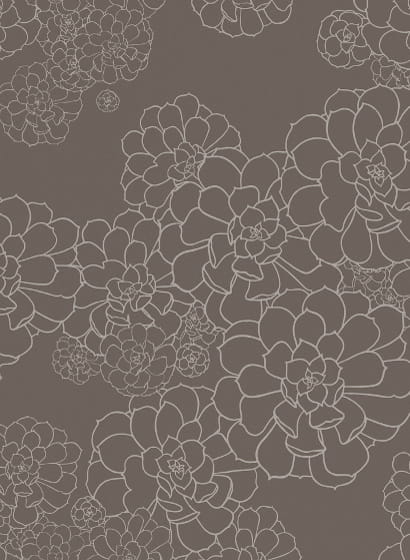 Tapete Aeonium - Monument