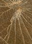 15203_01_CMO_Paris_Nenuphar_Sauvage_CMO_WNE_02_65-147503