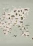 6926_1_Rebel_Walls_Animal_World_R18441-89184