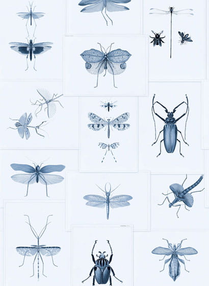 Tapete Entomology - WP20235
