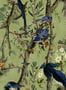 14954_01_Mindthegap_Birds_of_Danube_WP20715-139792