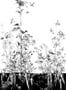 4477_5_edmont_petit_tournesol_rm106-01_blanc_et_noir-53898