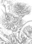 7513_1_KEK_Amsterdam_Wandbild_Engraved_Flowers_3-69108