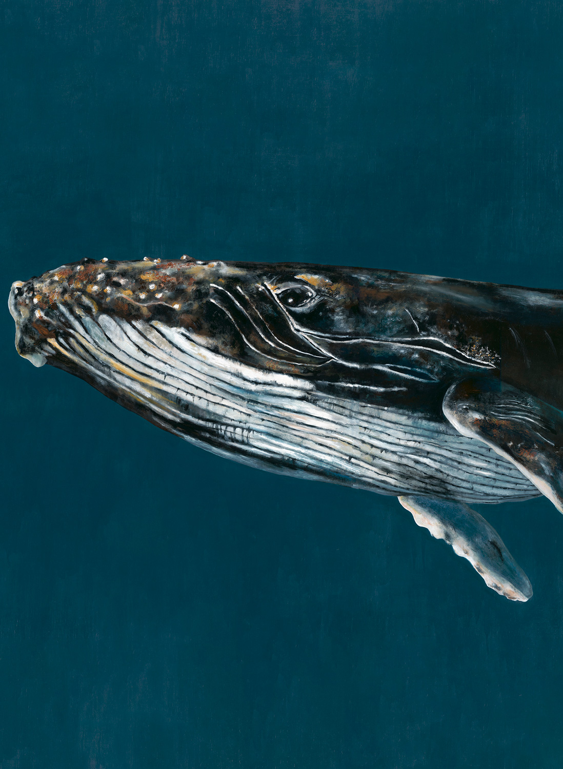 Wandbild Humpback Whale - Ocean