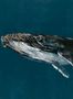 8508_1_Coordonne_Wandbild_Humpback_Whale_9500100-70118