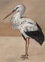 8510_2_Coordonne_Wandbild_Stork_Mother_9500301-70165