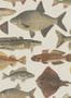 18229_01_Sandberg_Scandinavian_Fishes_S10728-198267