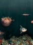 8512_2_Coordonne_Wandbild_Deep_Ocean_9500501-70068