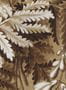 17693_NLXL_Big_Pattern_Feuilles_MRV-47-164021