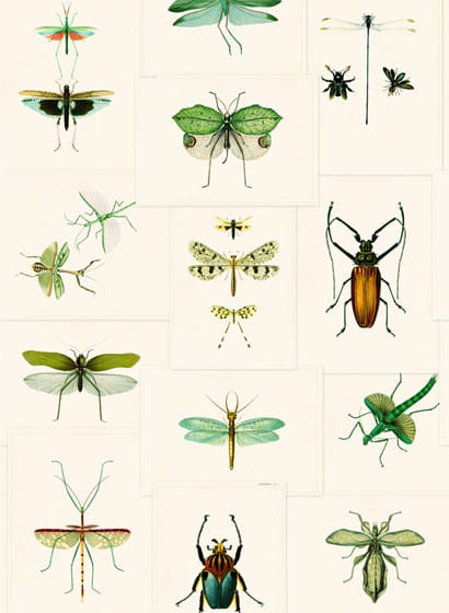 Tapete Entomology - WP20234
