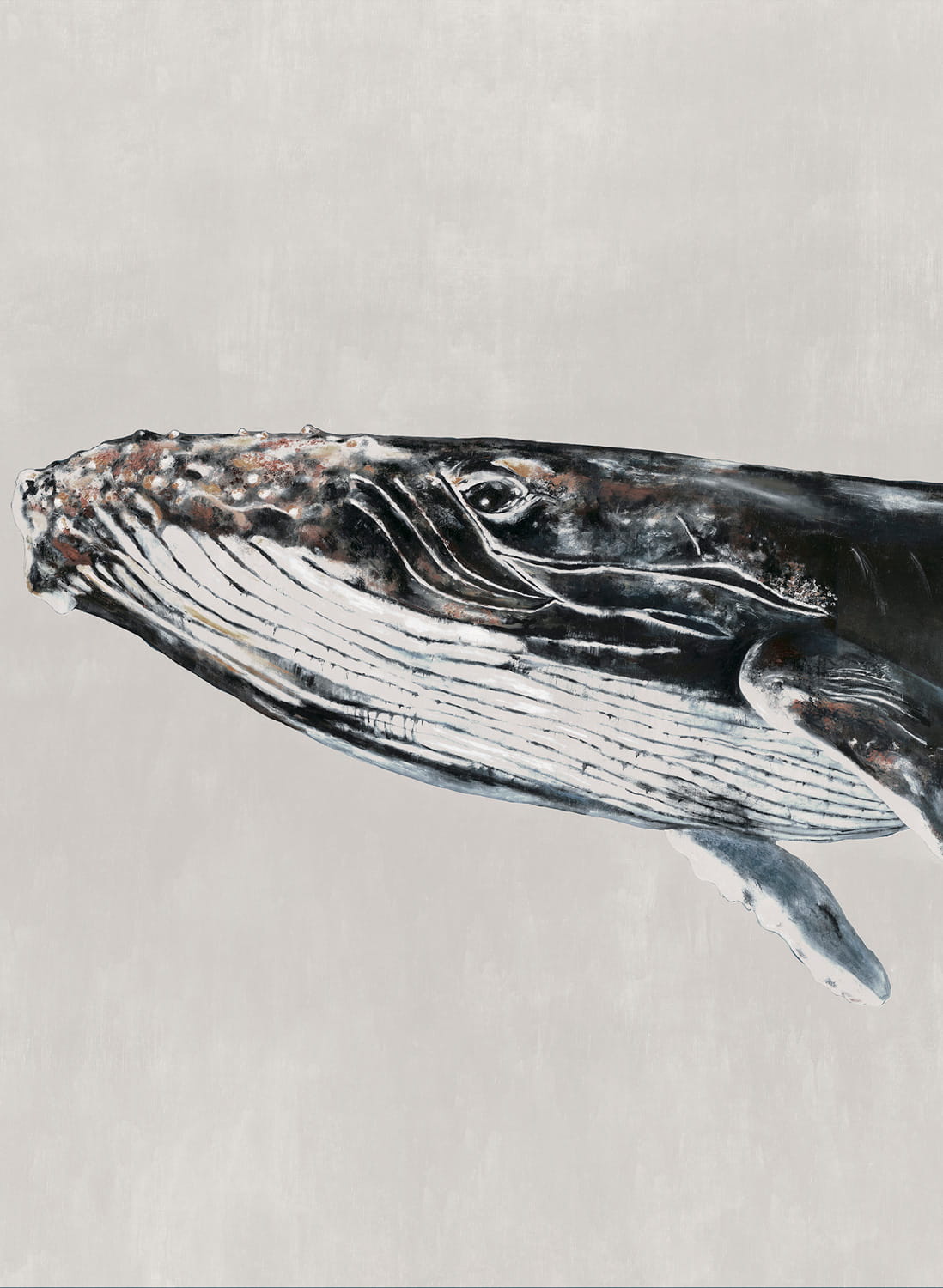 Wandbild Humpback Whale - Grey