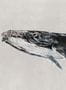 8508_4_Coordonne_Wandbild_Humpback_Whale_9500103-70129