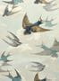3663_1_john-derian_chimney-swallows_pjd6003-01-30262