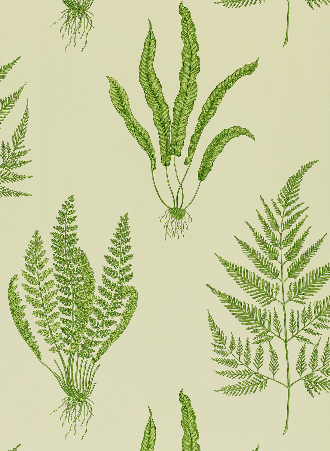 Tapete Woodland Ferns