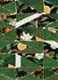 16625_01_Tres_Tintas_Hidden_Fruits_PL5005-1-178972