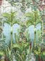 5475_2_osborne-and-little_palm-house_w7452-01-58899