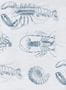 3160_3_mindthegap_lobster_wp20014-28580