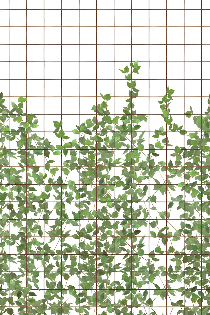 Wandbild Climbing Clorofyl - Verdant