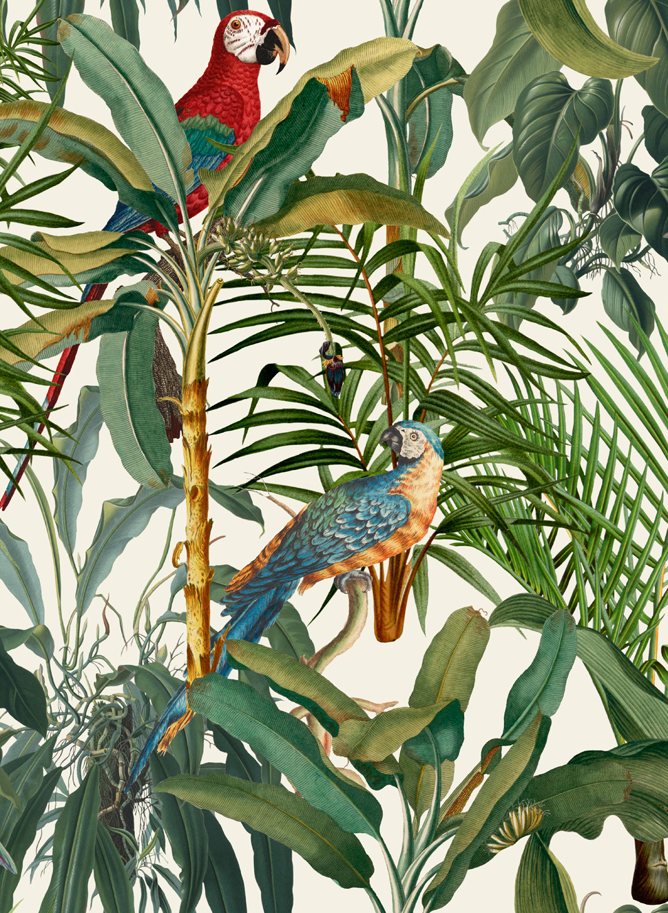 Tapete Parrots of Brasil - WP20521