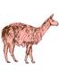 2037_2_sian_zeng_magnet_llama_pink-23935