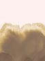 9283_1_Coordonne_Coral-Reefs_Amber_A00119-79975