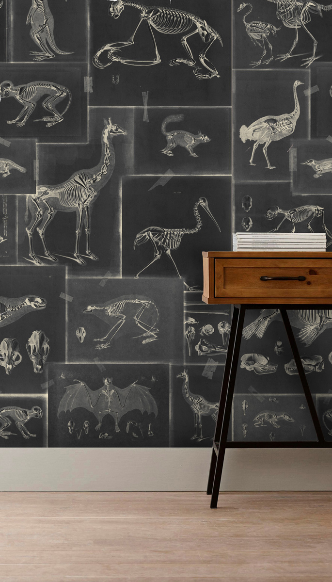 Tapete Zooarchaeology - WP20237