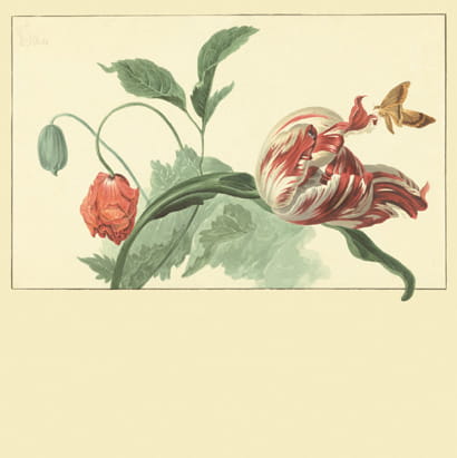 Tapete Tulip and Poppy - 358118