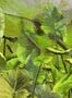 7143_1_Wandbild_Lost_in_Plantation_Elitis_VP_429_01-106636