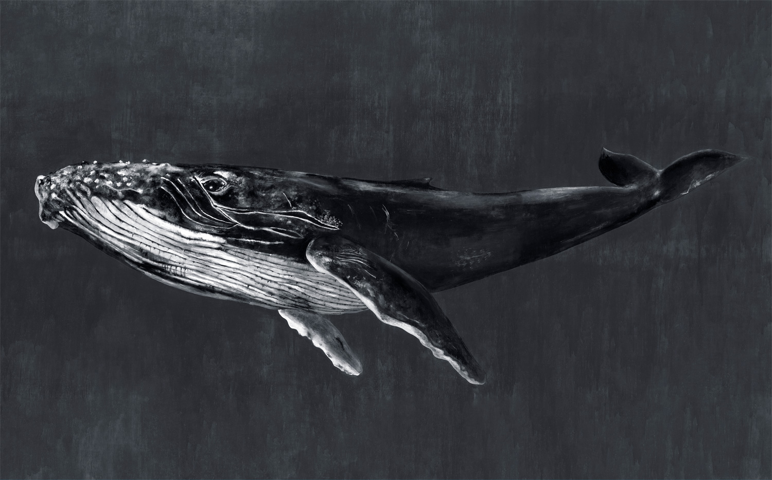 Wandbild Humpback Whale - Night