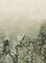 19012_01_Omexco_Ferns_grow_VIR7001-179211