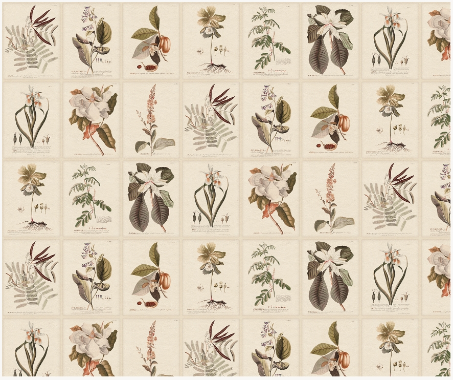 Wandbild Flora - Sepia