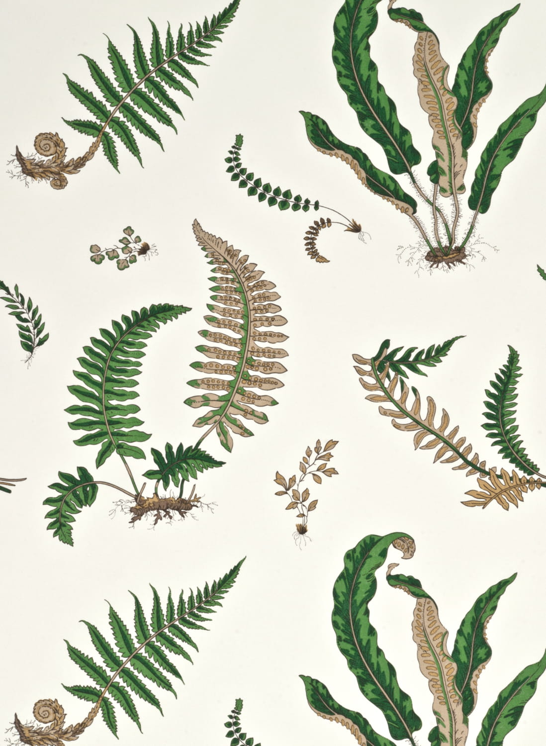 Tapete Ferns - Original Green