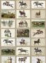 8896_1_Mindthegap_English-Equestrian-Stamps_Brown_WP20631_NEU-114443