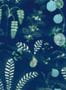 3105_3_nobilis_daiquiri_cos162-28283
