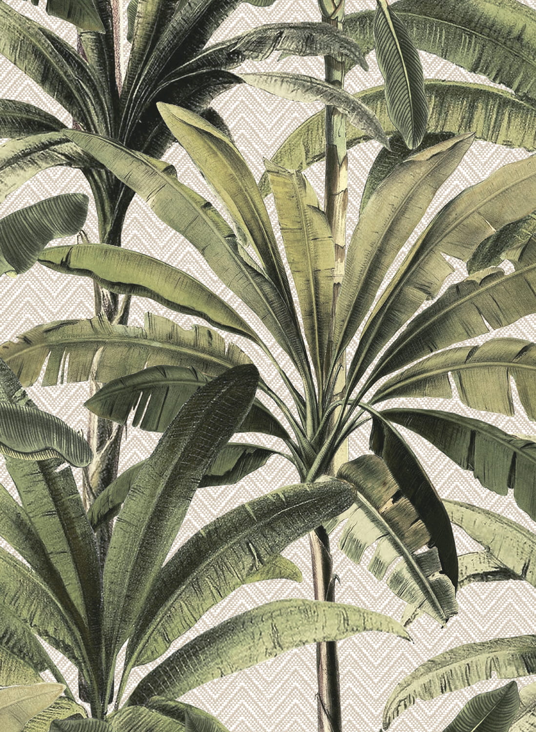 Tapete Palmera - 11140