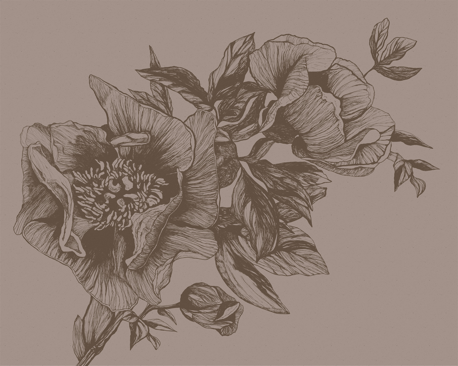 Wandbild Giant Peonies - Cacao