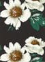 6808_1_Harlequin_Paeonia_112841-87944