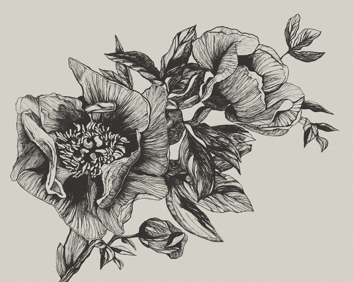 Wandbild Giant Peonies - Ink