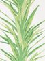 5180_2_sanderson_yucca_216649-54591