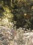15285_01_Isidore_Leroy_Petrichor_6262100-181952